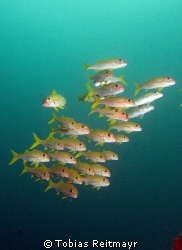 School of goatfish. Look at the guy on the left: "oh my, ... by Tobias Reitmayr 